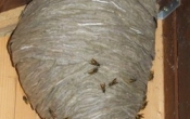 gniazda