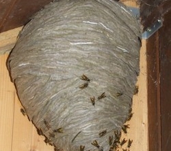 gniazda